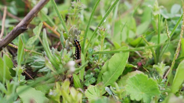 Caterpillars Feeding on Crops. Agricultural Pests