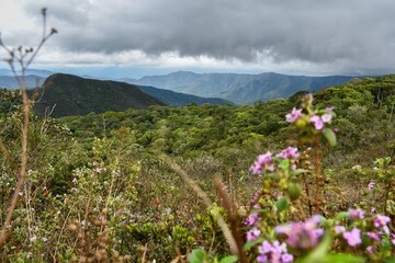 Fototapeta premium Atlantic rainforest- Gandarela National Park, Brazil 