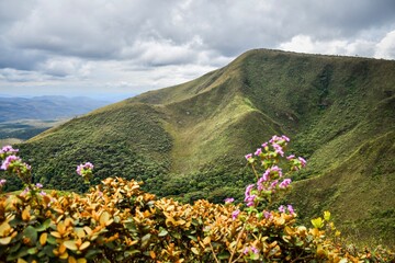Obraz premium flowers in the Gandarela mountains, Brazil 