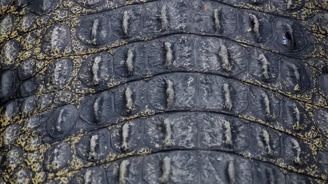Detailed texture of genuine dark crocodile skin background.