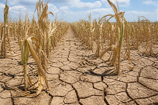 Withered corn crops on cracked drought soil field during summer heatwave
