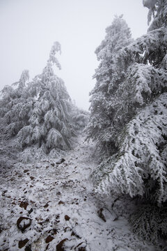 Snow covered pine trees standing in a cold, foggy mountain forest