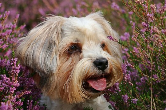 head portrait of a cute small mixed breed dog lying in a colorful heather field