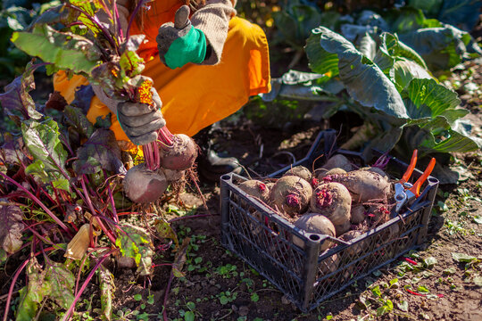 Farmer harvesting beetroot in fall garden. Gardener picks dinner beet vegetables putting them in crate. Woman growing organic food