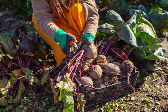 Farmer harvesting beetroot in fall garden. Gardener picks dinner beet vegetables putting them in crate. Woman growing organic food