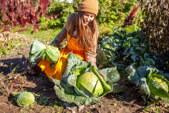 Farmer harvesting white cabbage in fall garden. Gardener picking cabbage heads, putting them in heap. Woman growing organic food