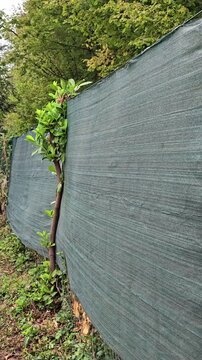 Dark green shade net plastic mesh fence mounted along garden boundary for privacy screening in backyard. High quality 4K 60fps vertical video frame capture of protective garden barrier netting.