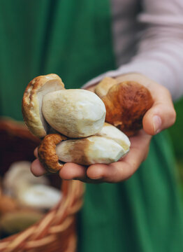 Picking mushrooms in the forest. Selective focus.