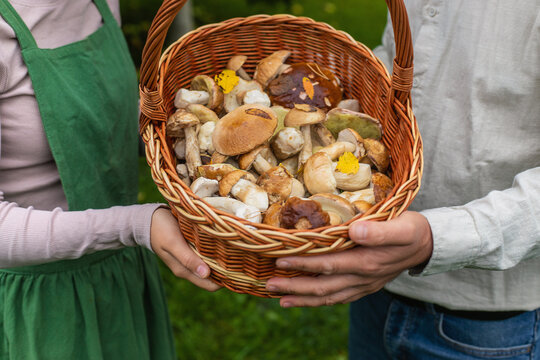 Picking mushrooms in the forest. Selective focus.