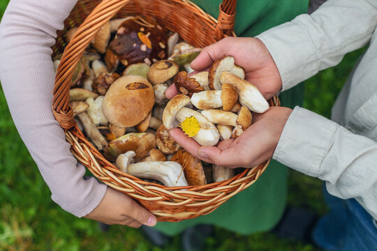 Picking mushrooms in the forest. Selective focus.