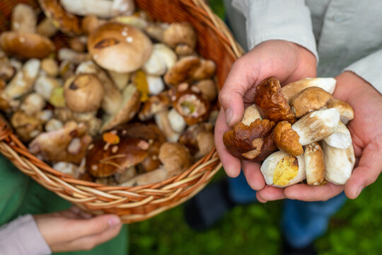 Picking mushrooms in the forest. Selective focus.