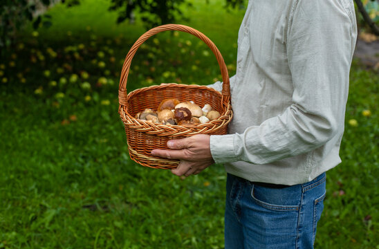Picking mushrooms in the forest. Selective focus.