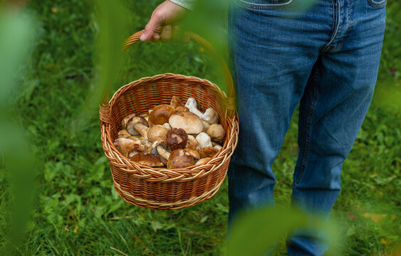 Picking mushrooms in the forest. Selective focus.