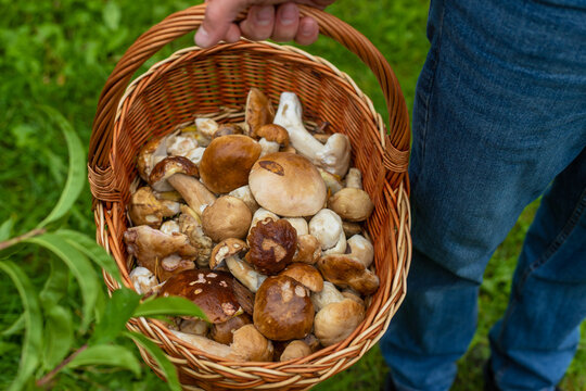 Picking mushrooms in the forest. Selective focus.