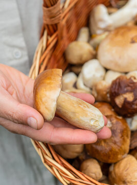 Picking mushrooms in the forest. Selective focus.