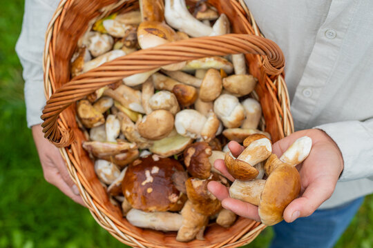 Picking mushrooms in the forest. Selective focus.