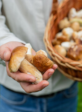 Picking mushrooms in the forest. Selective focus.