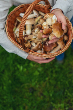 Picking mushrooms in the forest. Selective focus.