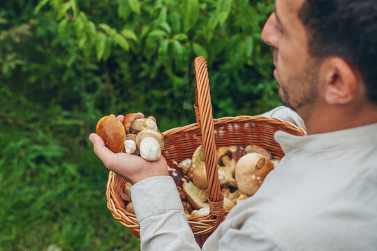 Picking mushrooms in the forest. Selective focus.