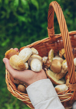 Picking mushrooms in the forest. Selective focus.