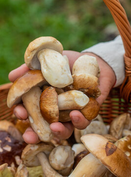 Picking mushrooms in the forest. Selective focus.
