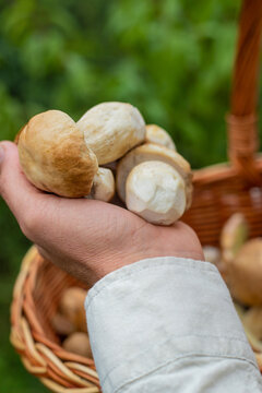 Picking mushrooms in the forest. Selective focus.