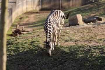 Zebras das planícies pastando © João Carlos Ribeiro