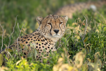 Close up, natural light portrait of a cheetah © feeferlump