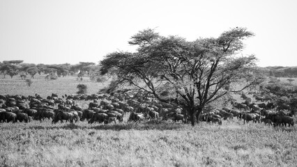 Black and white image of a herd of Wildebeest on the plains © feeferlump