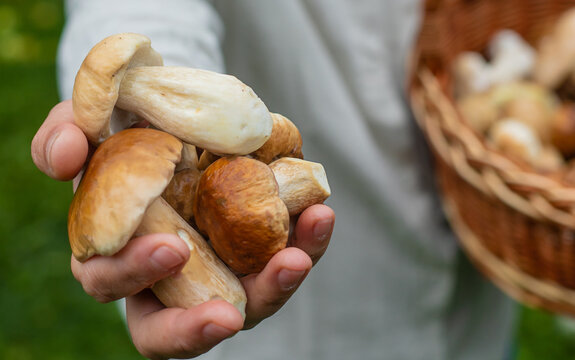 Picking mushrooms in the forest. Selective focus.