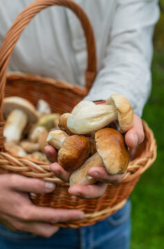 Picking mushrooms in the forest. Selective focus.