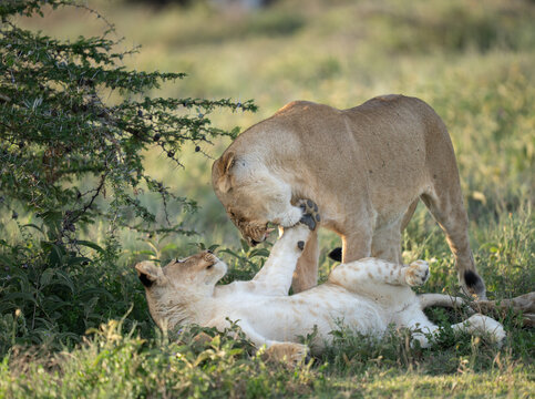 Lioness scolding a young cub in the grass