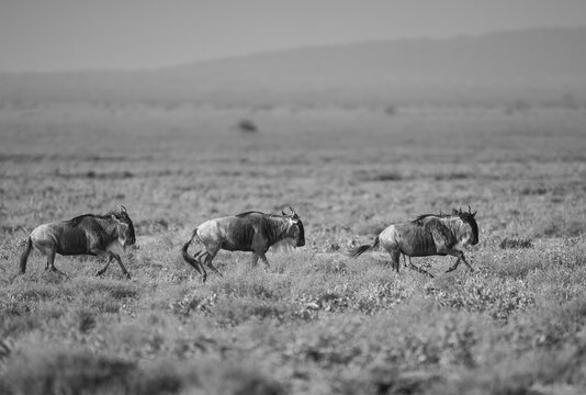 Black and white image of Wildebeest running on the plains