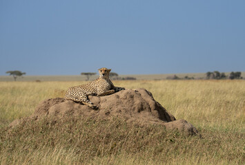 Cheetah on a rock in the Serengeti, Africa © feeferlump