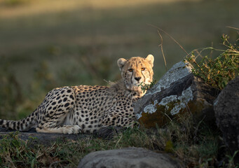 Mother cheetah taking a rest by some rocks © feeferlump