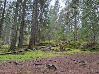 Fototapeta premium Fallen Tree in Tyresta National Park, Sweden – Natural Forest Landscape
