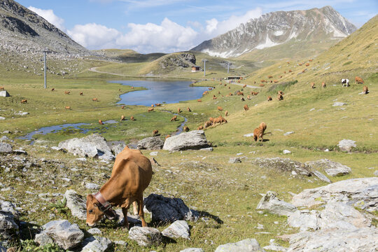 vaches sur plateau d'estive , alpages avec lac aux Arcs , massif de la Vanoise, vue sur l'aiguille Grive, montagne en &eacute;t&eacute;