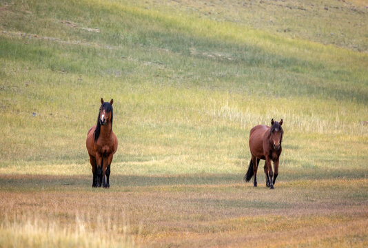 photo of a pair of horses grazing on colorful mountain steppes on a sunny day and looking at the camera.
