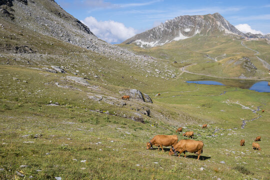 vaches sur plateau d'estive , alpages avec lac aux Arcs , massif de la Vanoise, vue sur l'aiguille Grive, montagne en &eacute;t&eacute;