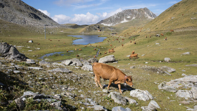 vaches sur plateau d'estive , alpages avec lac aux Arcs , massif de la Vanoise, vue sur l'aiguille Grive, montagne en &eacute;t&eacute;