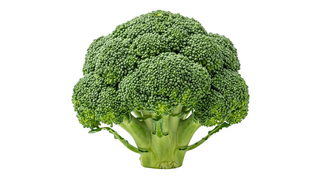 Fresh green broccoli head with thick textured stalk isolated on transparent background png high resolution.
