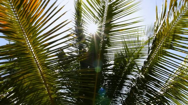 Palm fronds ripple overhead in warm daylight, and palm canopy forms bright tropical sun flare. Palm leaves create layered patterns as sunlight flashes through green and amber needles.
