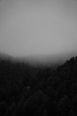 Fog drifting over a forest canopy in black and white © Denys Gubarev