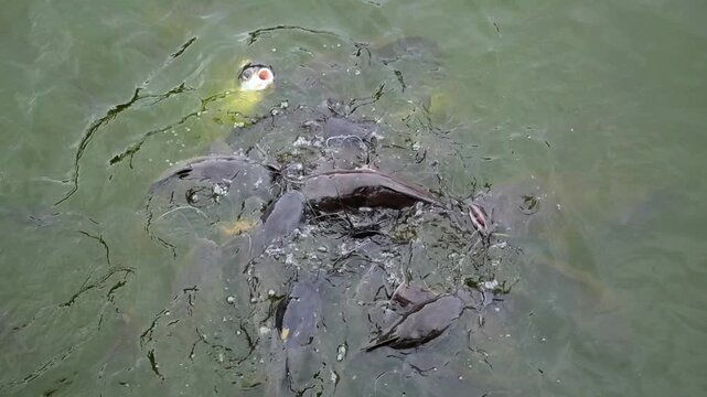 Fish feed near surface in pond feeding action, and several carp and catfish press into floating food with splashes. Fish bodies overlap tightly as murky water swirls around hectic motion.