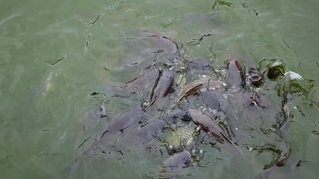 Catfish churn pond surface while eating floating feed, bodies overlapping in murky water and bubbles breaking wide. This feeding frenzy feels intense, with fish packed tightly together.