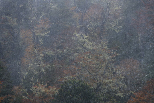 Atmospheric view of a misty forest canopy with lichen-covered tree branches fading into thick fog. Perfect conceptual background for nature, wilderness, and environmental conservation themes.