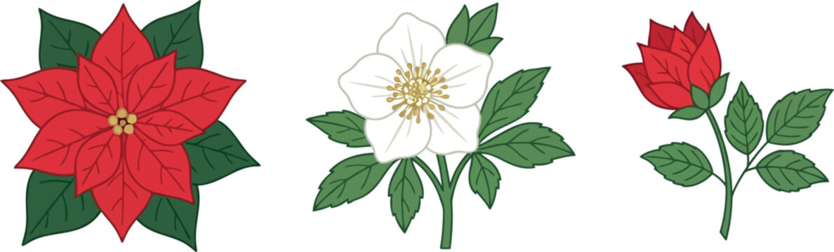 Christmas flowers vector illustration set with poinsettia, helleborus, and red rose