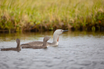 A red-throated loon with chicks swims on a lake, Arctic, Russia. © Shchipkova Elena