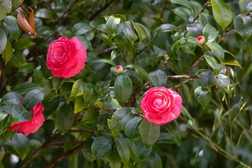 Pink camellia japonica formal double Japanese camellia flowering plant branches with dark green leaves close up © Shchipkova Elena