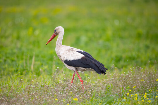 A white stork walks through the green grass. Close-up.